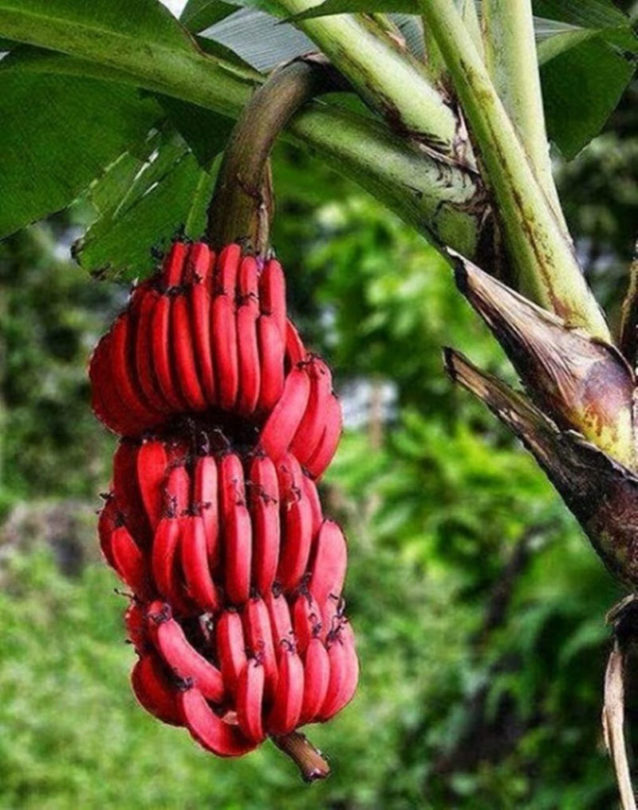 Banana roxa