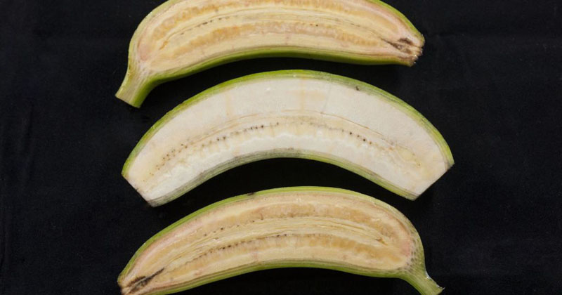 Banana caturra